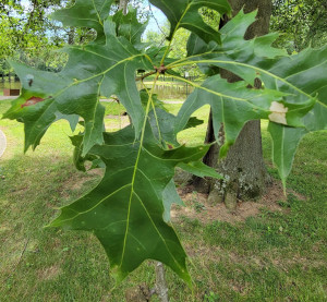 Pin Oak Leaves